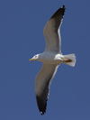 1cy fuscus in August, ringed in Finland. (81365 bytes)